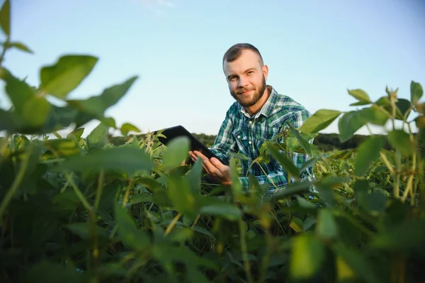 Jovem Agrônomo Detém Tablet Touch Pad Computador Campo Soja Examinar — Fotografia de Stock