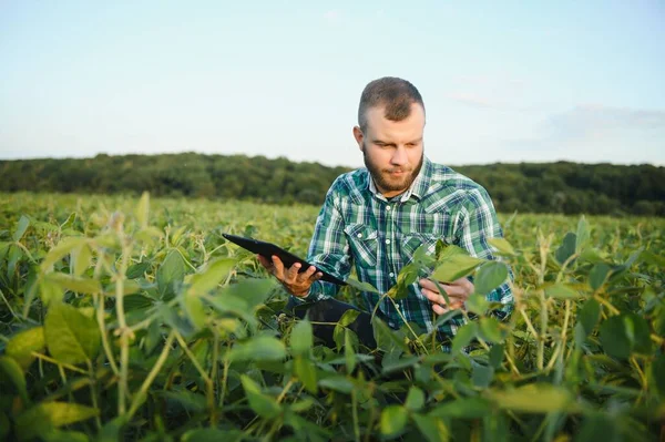 Ein Landwirt Inspiziert Grüne Sojabohnen Die Auf Einem Feld Wachsen — Stockfoto