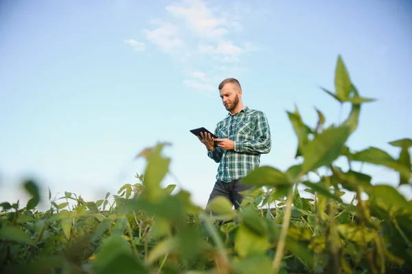 Agronomist Tarlada Yetişen Soya Fasulyesi Ekinlerini Inceliyor Tarım Üretim Konsepti — Stok fotoğraf