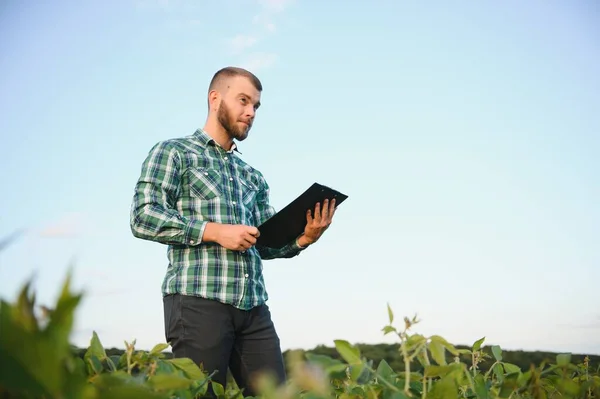 Ein Landwirt Inspiziert Grüne Sojabohnen Die Auf Einem Feld Wachsen — Stockfoto