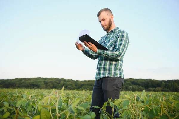 Agrónomo Agricultor Inspecciona Soja Verde Que Crece Campo Agricultura — Foto de Stock