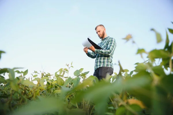 Фермер Агроном Осматривает Зеленые Соевые Бобы Растущие Поле Сельское Хозяйство — стоковое фото