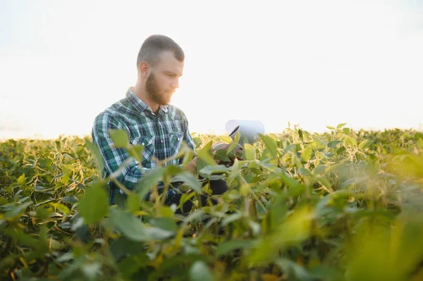 農場で栽培されている大豆作物を検査する農学者 農業生産の概念 若い農学者は夏に畑で大豆の収穫量を調べます 大豆畑の農家 — ストック写真