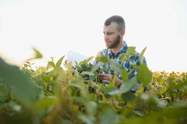 Agronomist Tarım Tarlasında Soya Fasulyesi Hasadını Teftiş Ediyor Tarım Kavramı — Stok fotoğraf