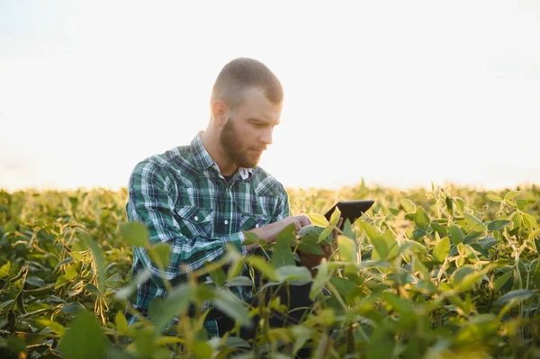농학자는 밭에서 자라는 재배하는 조사한다 농학자는 여름에 밭에서의 수확을 검사한다 — 스톡 사진