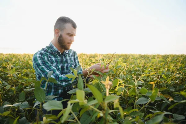 Agronom Kontroluje Sójové Boby Zemědělském Poli Agro Koncept Zemědělec Sójové — Stock fotografie