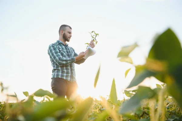Agronomist Tarlada Yetişen Soya Fasulyesi Ekinlerini Inceliyor Tarım Üretim Konsepti — Stok fotoğraf