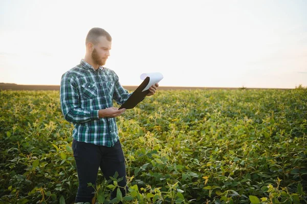 Agricultor Agrônomo Inspeciona Soja Verde Que Cresce Campo Agricultura — Fotografia de Stock