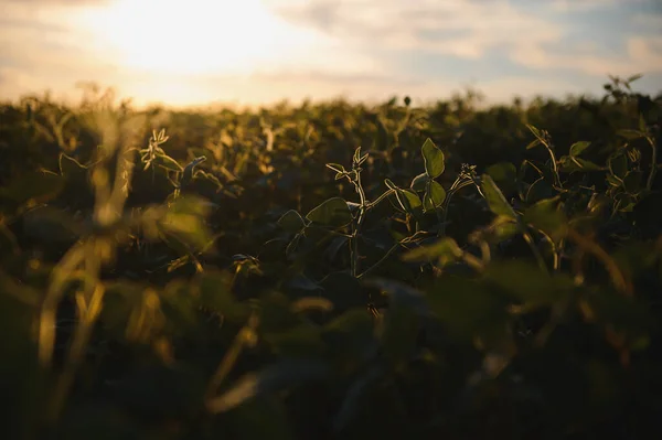 Soybean Field Green Field Agriculture Landscape Field Soybean Sunset Sky — Stock Photo, Image