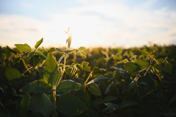 Close Soybean Plant Cultivated Agricultural Field Agriculture Crop Protection — Stock Photo, Image