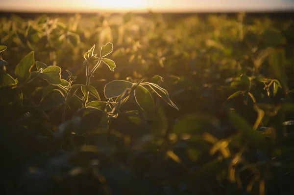 Primer Plano Las Plantas Verdes Soja Campo —  Fotos de Stock