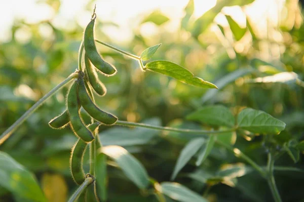 Close up of soybean plant in cultivated agricultural field, agriculture and crop protection.
