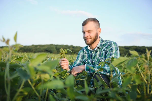 Landarbeiter Kontrolliert Die Entwicklung Von Sojabohnenpflanzen Agronom Überprüft Sojabohnenanbau Auf — Stockfoto
