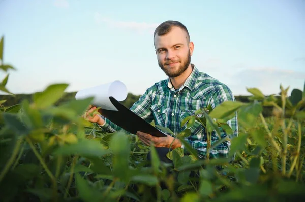 Zemědělský Agronomista Kontroluje Zelené Sójové Boby Které Rostou Poli Zemědělství — Stock fotografie