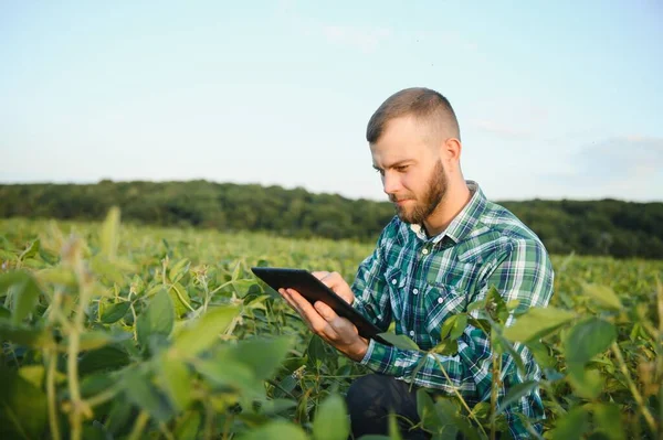 若い農学者は 大豆畑にタブレットタッチパッドコンピュータを持ち 収穫前に作物を調べます 農業ビジネスの概念 夏にタブレットを持った大豆畑に立つ農業技術者は — ストック写真