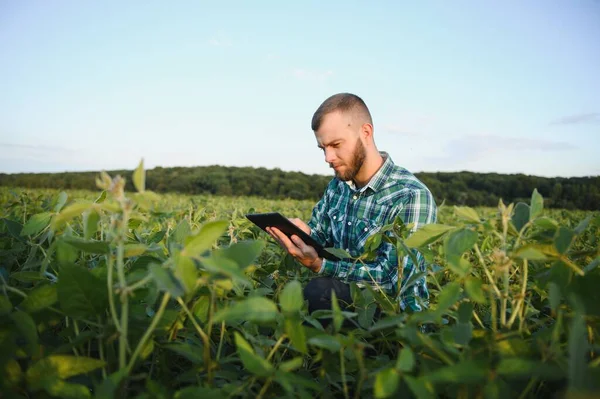 Fiatal Agronómus Tartja Tabletta Érintőpad Számítógép Szója Területen Megvizsgálja Növények — Stock Fotó