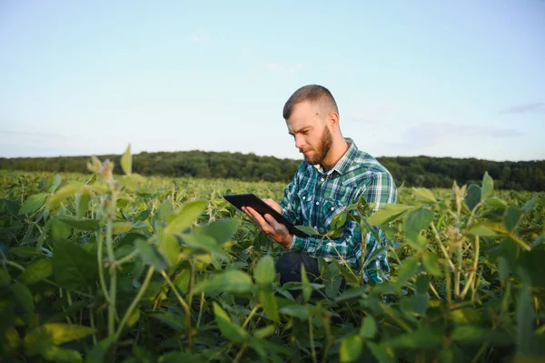 Jeune Agronome Tient Ordinateur Tablette Tactile Dans Champ Soja Examine — Photo