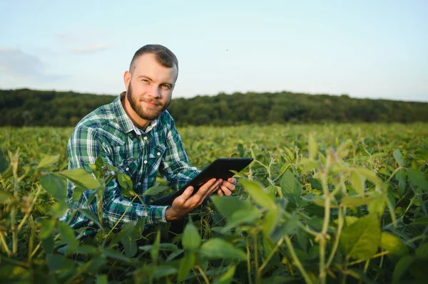 Junge Agronomin Hält Tablet Touchpad Computer Sojafeld Und Begutachtet Pflanzen — Stockfoto