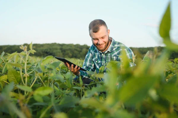 年轻的农艺学家在大豆田里拥有平板触摸板计算机 并在收获前对作物进行检测 Agribusiness的概念 农业工程师站在一块豆田里 带着一块石板 — 图库照片