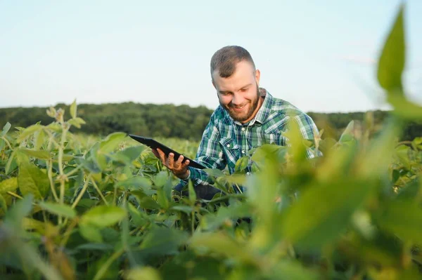 Junge Agronomin Hält Tablet Touchpad Computer Sojafeld Und Begutachtet Pflanzen — Stockfoto