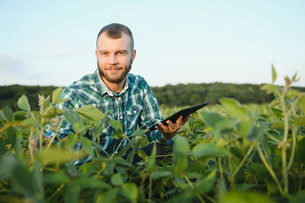 Egy Mezőgazdasági Termelő Egy Mezőn Termesztett Zöld Szójababot Vizsgál Mezőgazdaság — Stock Fotó