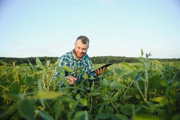 Agronomist inspects soybean crop in agricultural field - Agro concept - farmer in soybean plantation on farm.