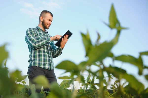 Joven Agrónomo Sostiene Una Tableta Táctil Campo Soja Examina Los — Foto de Stock