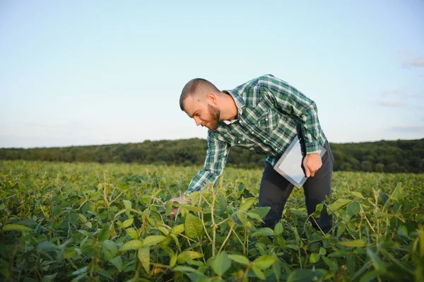 Agrarwissenschaftler Inspiziert Sojabohnenpflanzen Die Auf Dem Feld Wachsen — Stockfoto