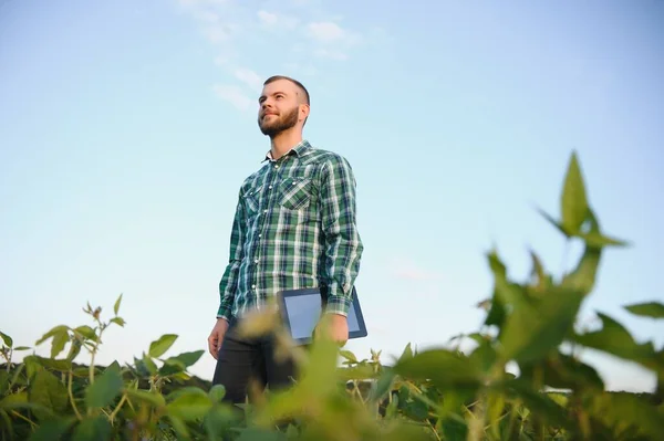 Agronomist inspects soybean crop in agricultural field - Agro concept - farmer in soybean plantation on farm.