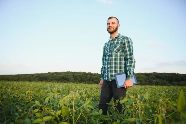 Young agronomist holds tablet touch pad computer in the soy field and examining crops before harvesting. Agribusiness concept. agricultural engineer standing in a soy field with a tablet in summer