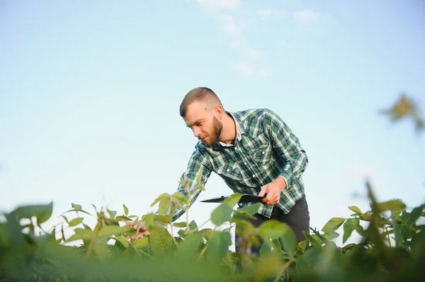 Pracownik Farmy Kontroluje Rozwój Roślin Soi Agronom Sprawdzanie Soya Bean — Zdjęcie stockowe