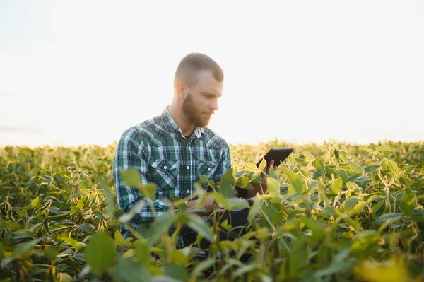 Agrarwissenschaftler Inspiziert Sojabohnenpflanzen Die Auf Dem Feld Wachsen — Stockfoto