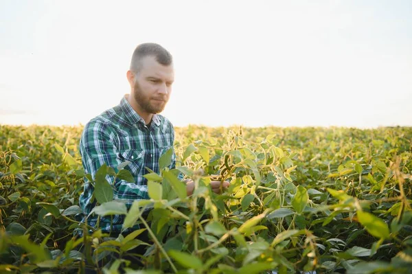 Trabalhador Agrícola Controla Desenvolvimento Plantas Soja Agronomista Que Verifica Culturas — Fotografia de Stock