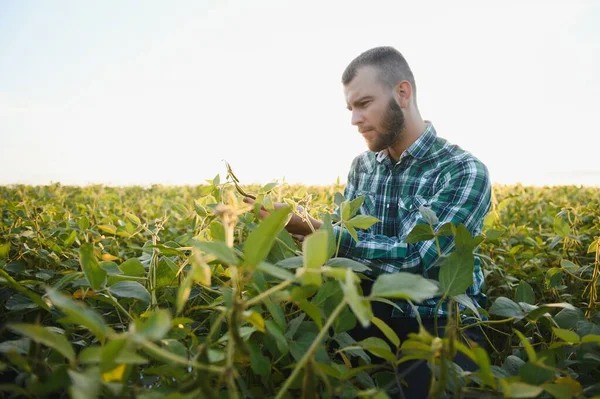 Agronomista Který Kontroluje Pěstování Sójových Bobů Poli Koncept Zemědělské Produkce — Stock fotografie