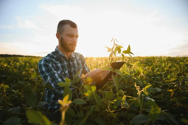 Agronomist Tarım Tarlasında Soya Fasulyesi Hasadını Teftiş Ediyor Tarım Kavramı — Stok fotoğraf