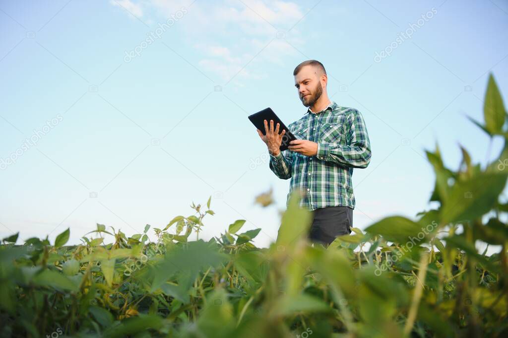 A farmer agronomist inspects green soybeans growing in a field. Agriculture.