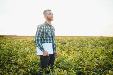 Bir çiftçi tarlada yetişen yeşil soya fasulyelerini inceliyor. Tarım.