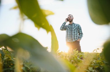 Agronomist tarım tarlasında soya fasulyesi hasadını teftiş ediyor - tarım kavramı - çiftlik soya fasulyesi tarlasında çiftçi.