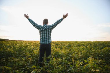 Çiftlik işçisi Soya bitki gelişimini kontrol eder. Soya fasulyesi bitkileri alanında büyüyen kontrol ziraat mühendisi.