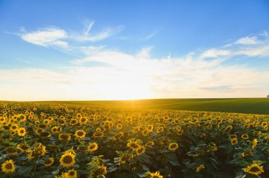Gün batımında çiçek açan ayçiçeği tarlası.