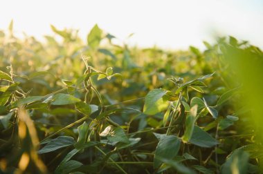 Tarladaki yeşil fasulye bitkilerinin yakınına..