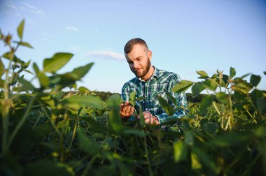 Agronomist tarlada yetişen soya fasulyesi ekinlerini inceliyor. Tarım üretim konsepti. Genç tarımcı yazın tarlada soya fasulyesi mahsulünü inceliyor. Soya tarlasında çiftçi.