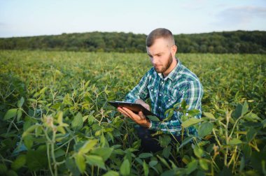 Agronomist sahada büyüyen soya fasulyesi bitkileri teftiş.