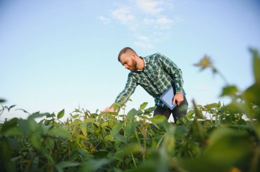 Genç tarımcı soya tarlasında tablet dokunmatik ped bilgisayarını tutuyor ve hasat etmeden önce ekinleri inceliyor. Tarım sektörü konsepti. Yazın soya tarlasında elinde tabletle duran tarım mühendisi.
