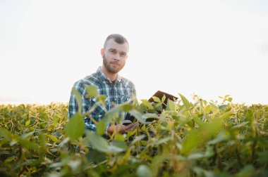 Bir çiftçi tarlada yetişen yeşil soya fasulyelerini inceliyor. Tarım.