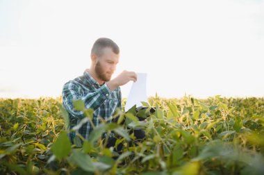 Çiftlik işçisi Soya bitki gelişimini kontrol eder. Soya fasulyesi bitkileri alanında büyüyen kontrol ziraat mühendisi.
