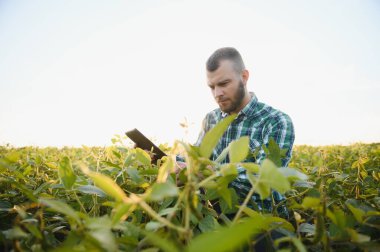 Agronomist tarlada yetişen soya fasulyesi ekinlerini inceliyor. Tarım üretim konsepti. Genç tarımcı yazın tarlada soya fasulyesi mahsulünü inceliyor. Soya tarlasında çiftçi.