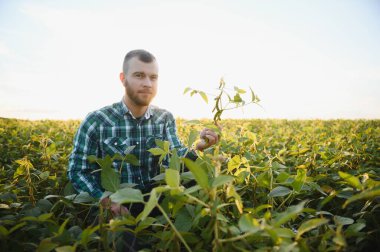 Agronomist tarlada yetişen soya fasulyesi ekinlerini inceliyor. Tarım üretim konsepti. Genç tarımcı yazın tarlada soya fasulyesi mahsulünü inceliyor. Soya tarlasında çiftçi.