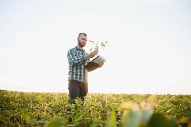 Bir çiftçi tarlada yetişen yeşil soya fasulyelerini inceliyor. Tarım.
