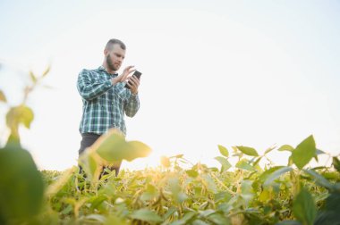 Agronomist tarım tarlasında soya fasulyesi hasadını teftiş ediyor - tarım kavramı - çiftlik soya fasulyesi tarlasında çiftçi.